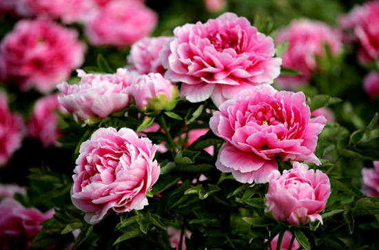 the 36th chinese luoyang peony festival